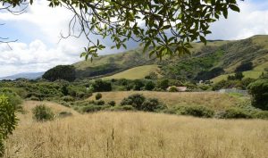 Muri Reserve community food forest site