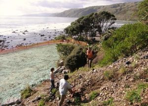  Turning concrete into paradise - 70 volunteers planted 1500 shrubs with PCC staff.